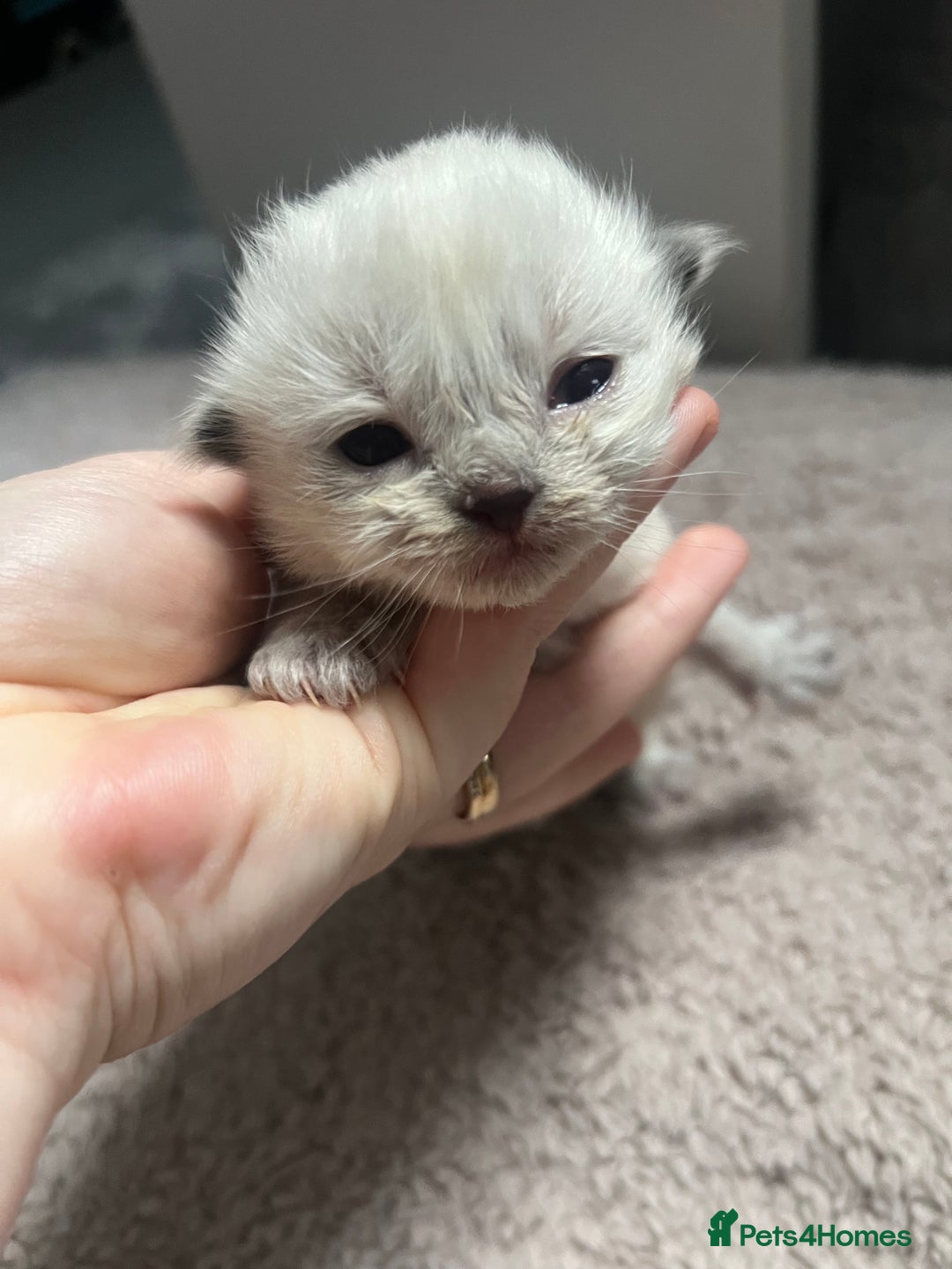 Ragdoll cats for sale: Stunning ragdoll kittens  - Advert 3