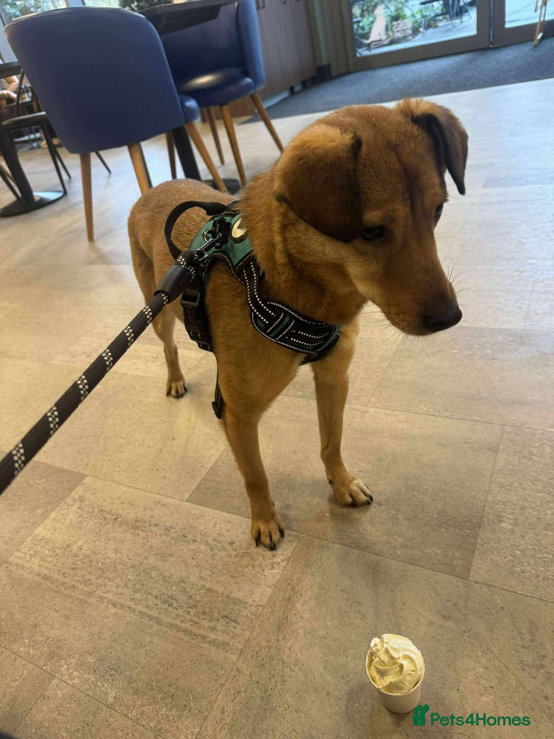 Mixed Breed dogs for adoption: Fajitas for adoption - Advert 4