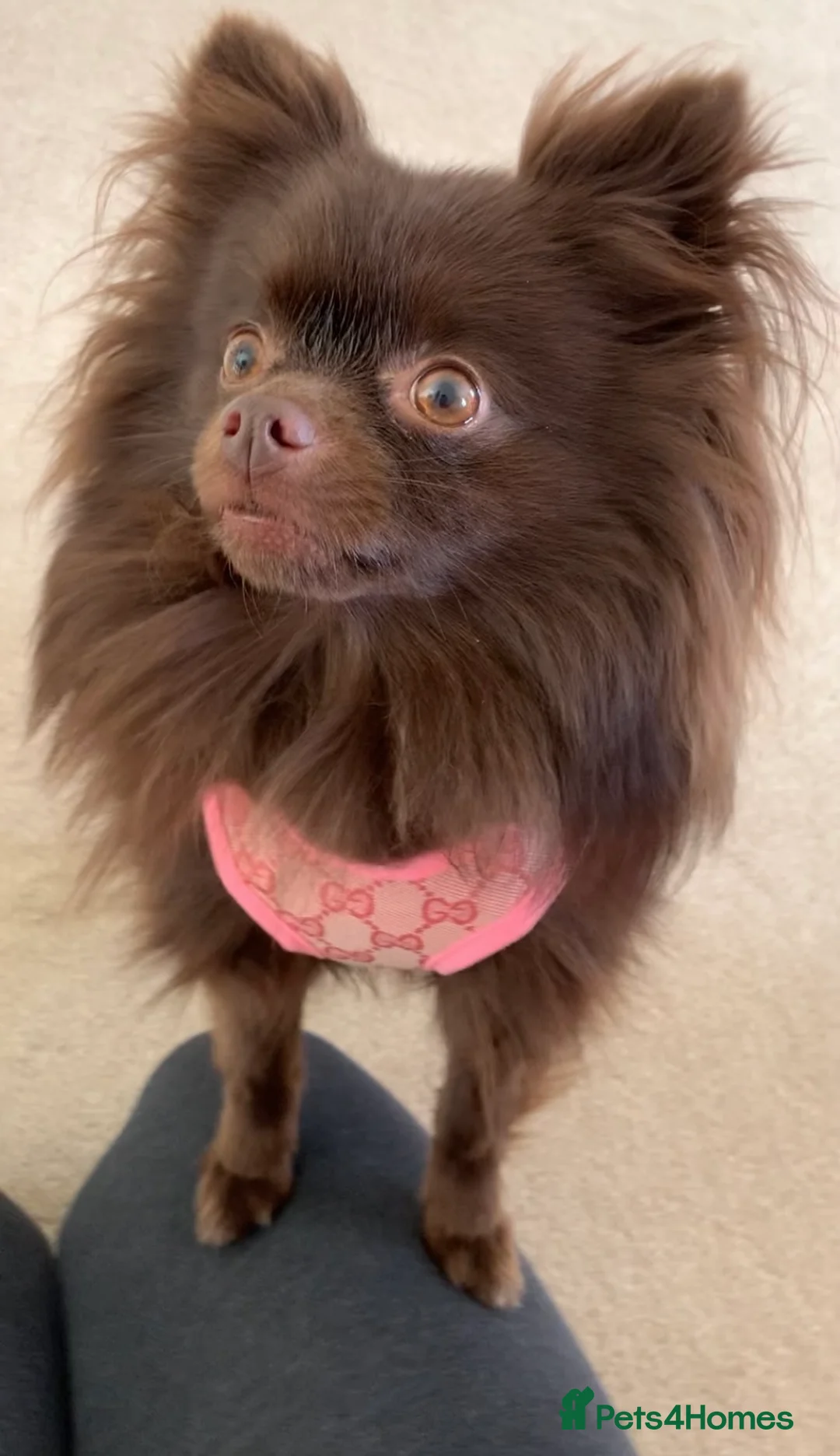 Pomeranian dogs for sale: Teddy bear face female pomeranian - Advert 6