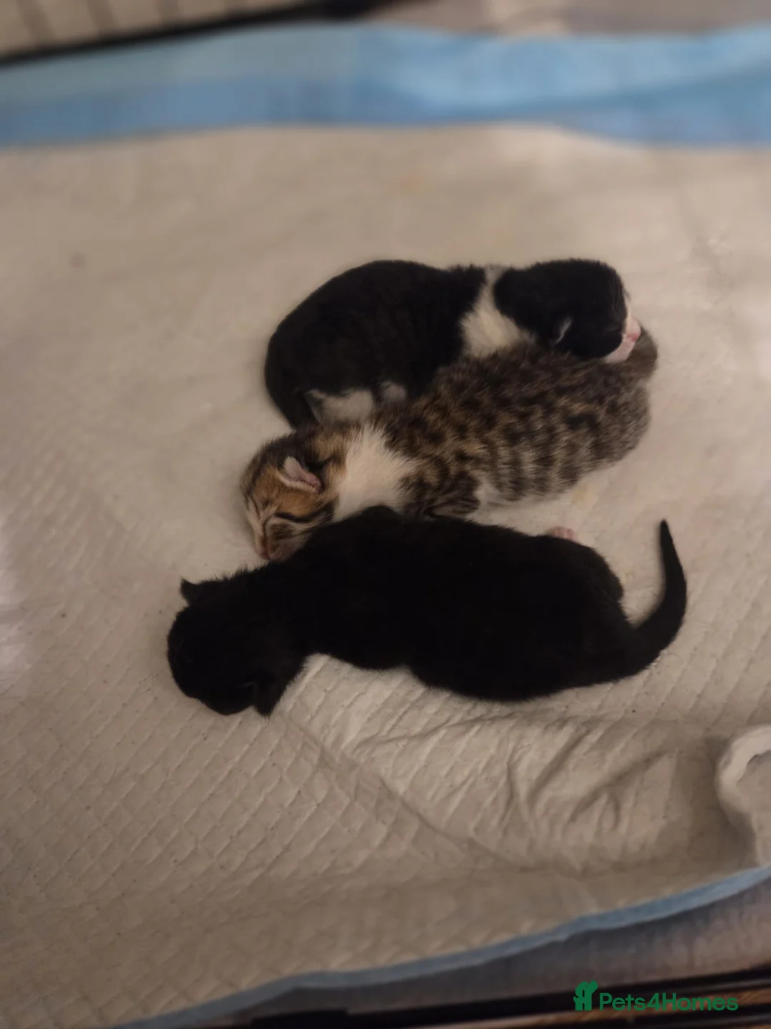 Domestic Shorthair cats for sale: Black and White Kitten - Advert 2