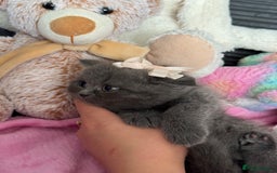 British Shorthair cats for sale: Gorgeous Champions line British Shorthair - Image 16