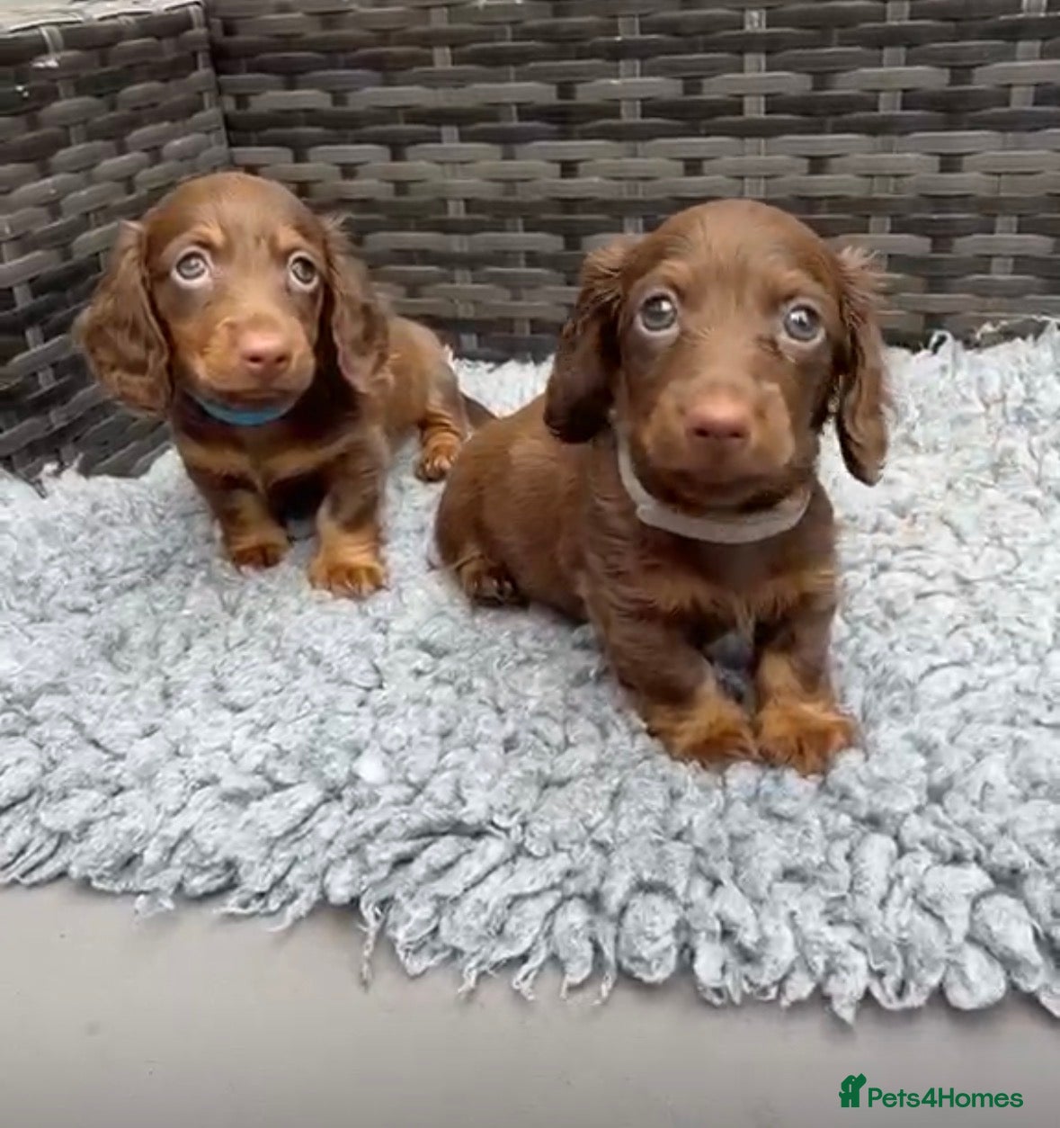 Dachshund dogs  Two Miniature long hair dachshund puppy’s  - Advert 4