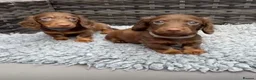 Dachshund dogs for sale:  Two Miniature long hair dachshund puppy’s  - Advert 1