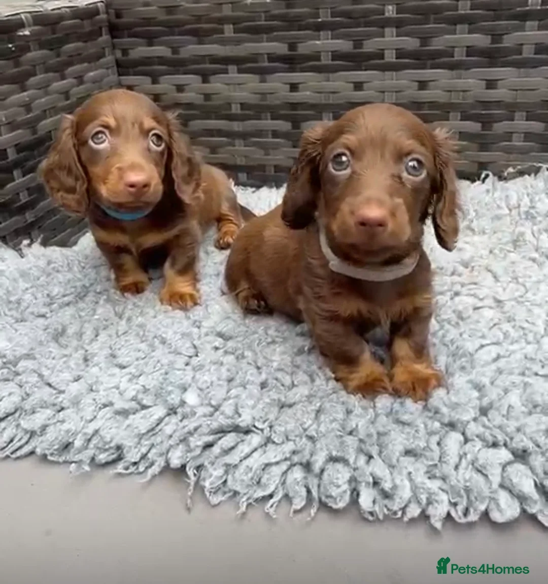 Dachshund dogs for sale:  Two Miniature long hair dachshund puppy’s  - Advert 1