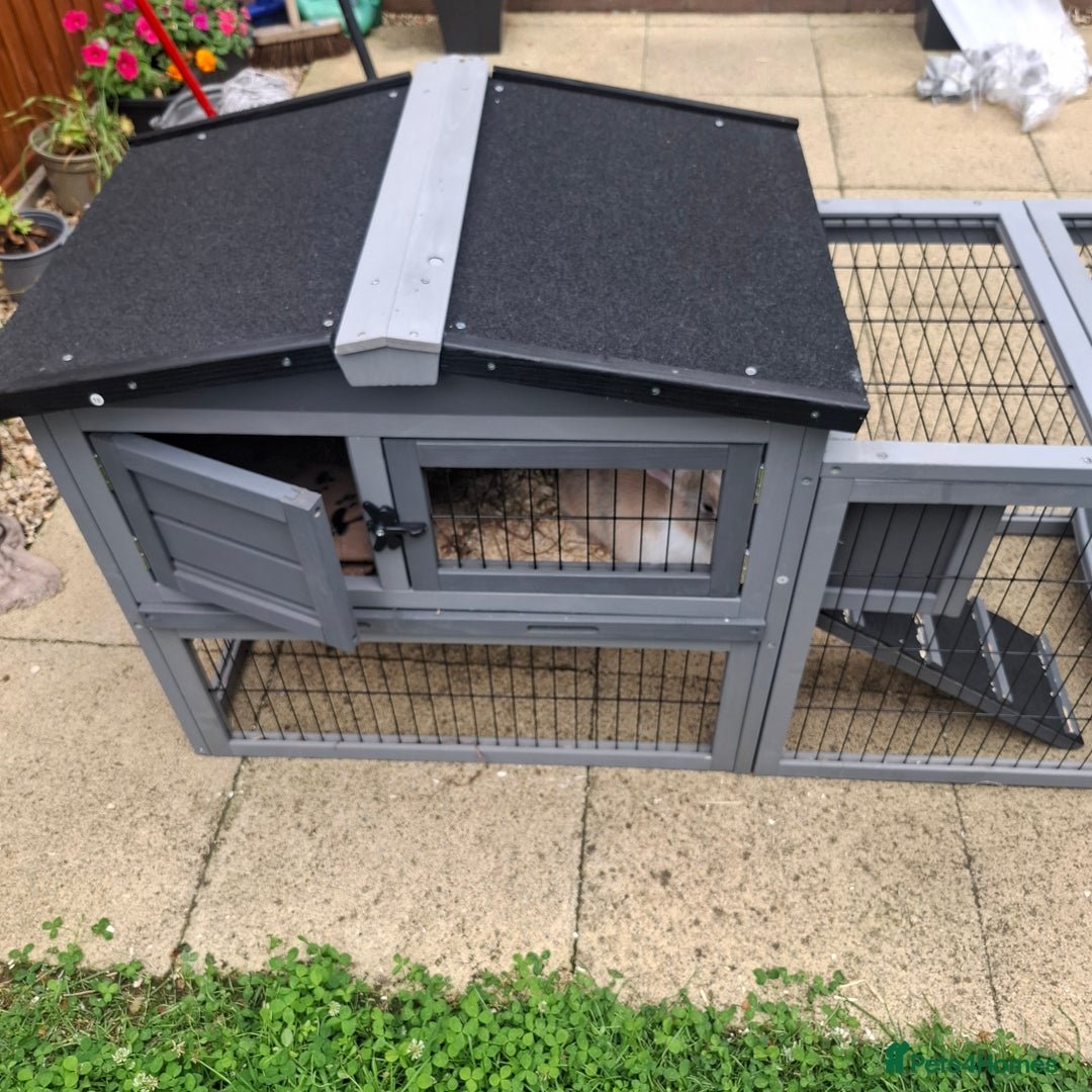Mini Lop rabbits for sale: Baby minilop rabbit 9 weeks - Image 9