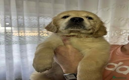 Golden Retriever dogs for sale: Golden Retriever puppies - Last Girls - Image 2