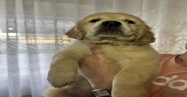 Golden Retriever dogs - Advert 5