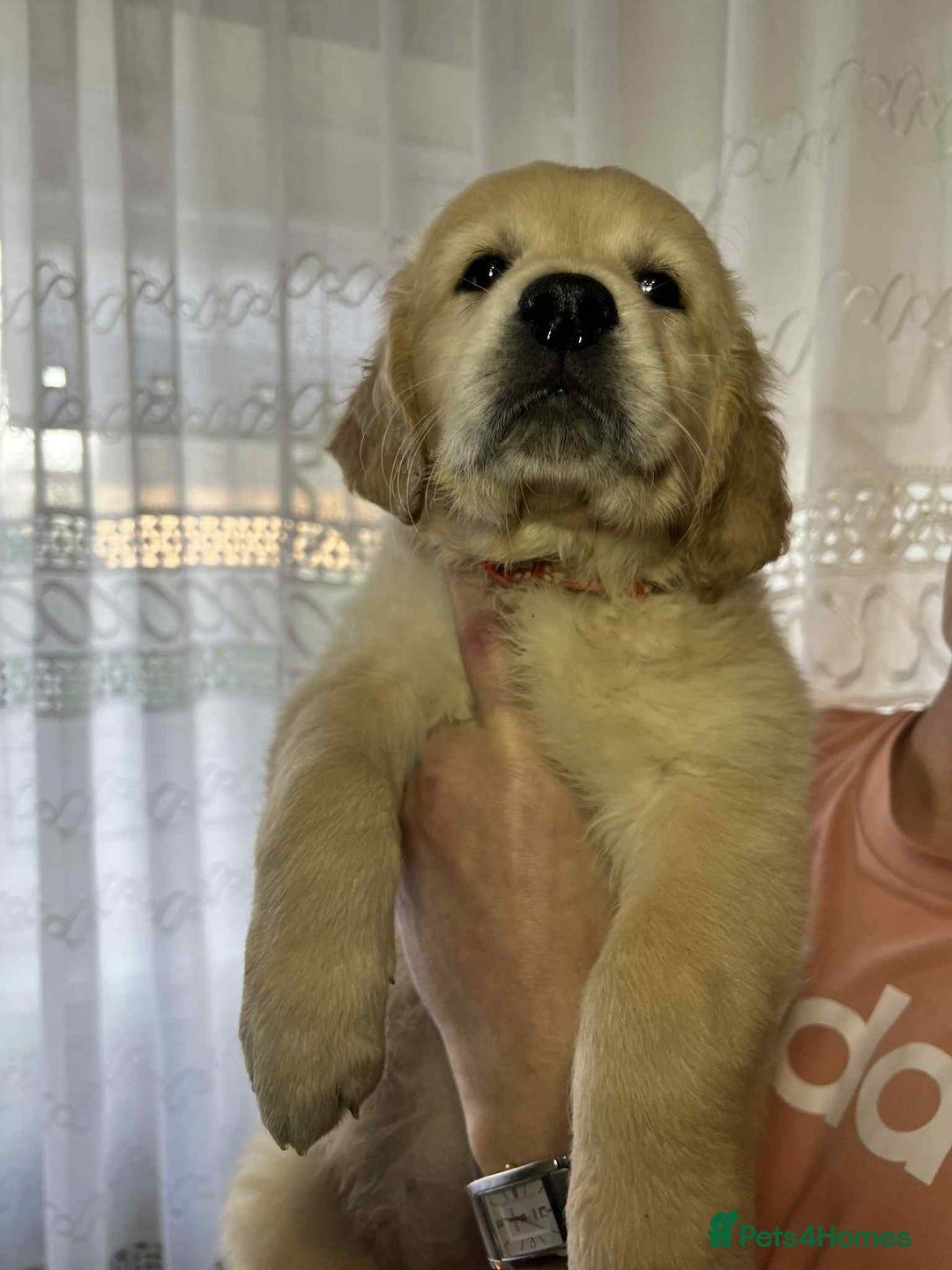 Golden Retriever dogs for sale: Golden Retriever puppies - Last Girls - Image 2