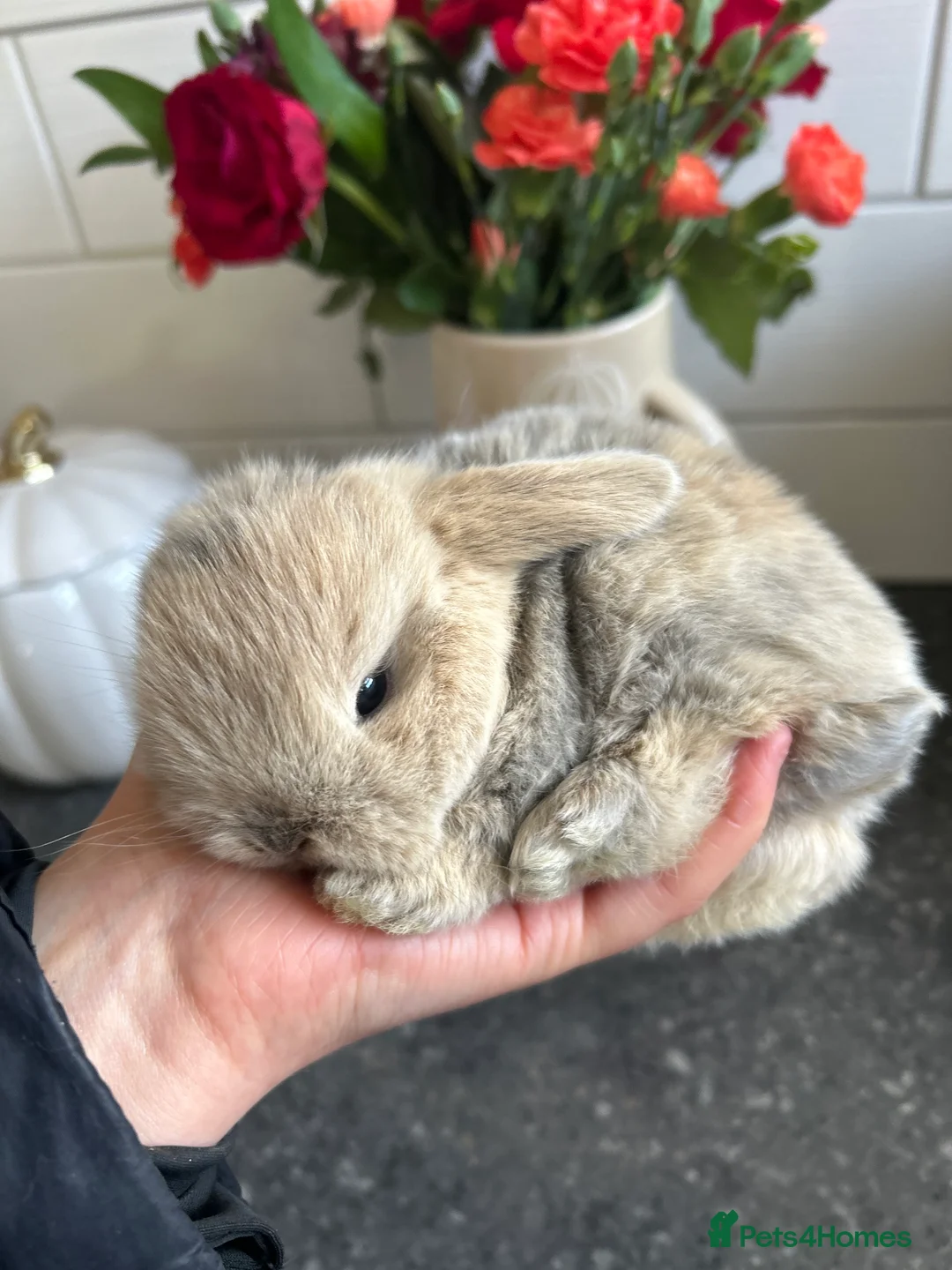 Mini Lop rabbits for sale: Two Mini Lop Boys - Ready 1st April - Advert 10