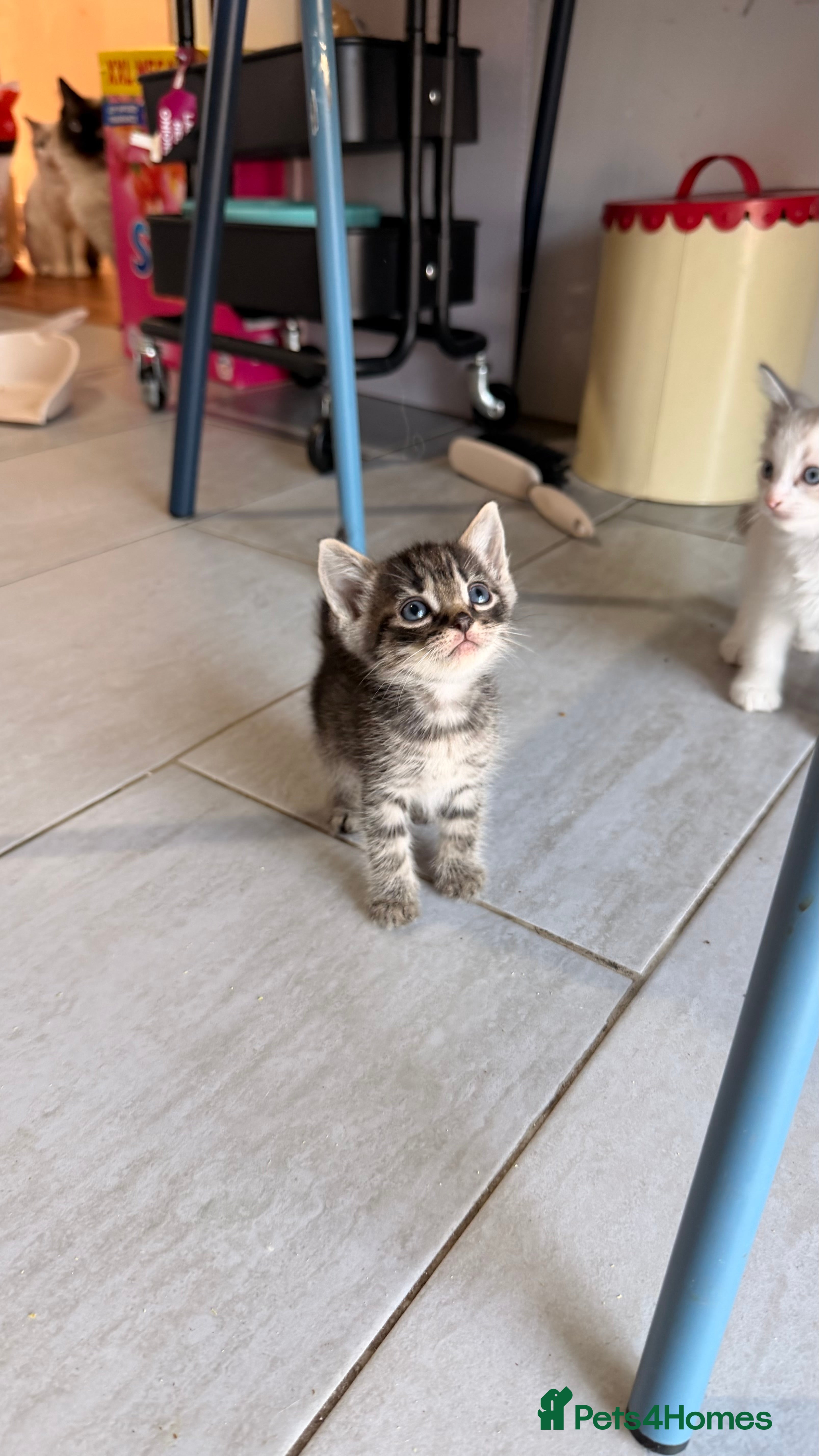 Mixed Breed cats Mixed breed kittens - Advert 1
