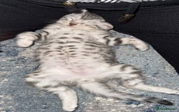 Bengal cats for sale: Beautiful Bengal kittens  in Cambridge - Image 16