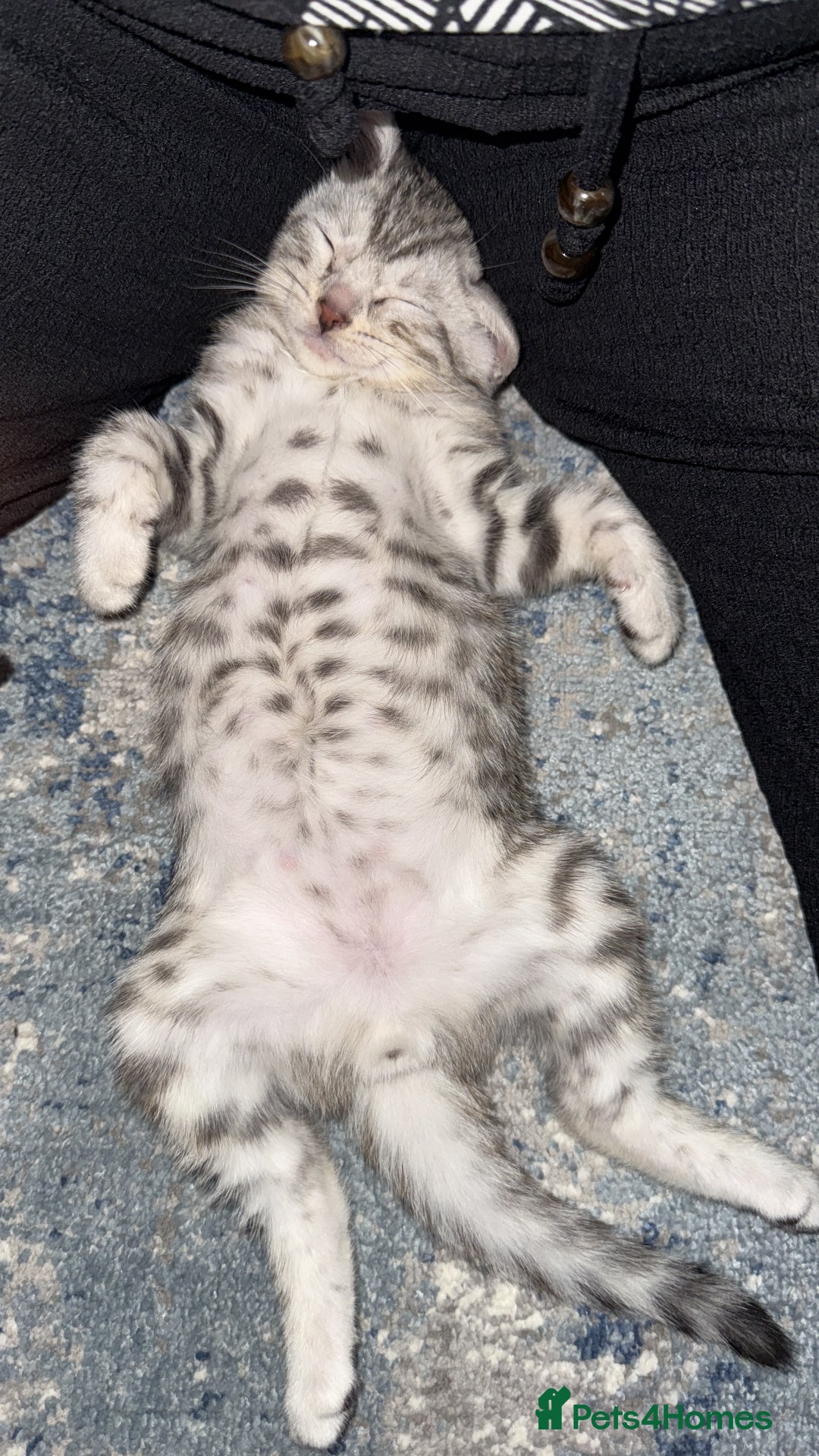 Bengal cats for sale: Beautiful Bengal kittens  in Cambridge - Image 16