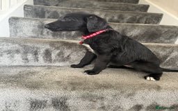 Mixed Breed dogs for sale: Lurcher puppies  - Image 14