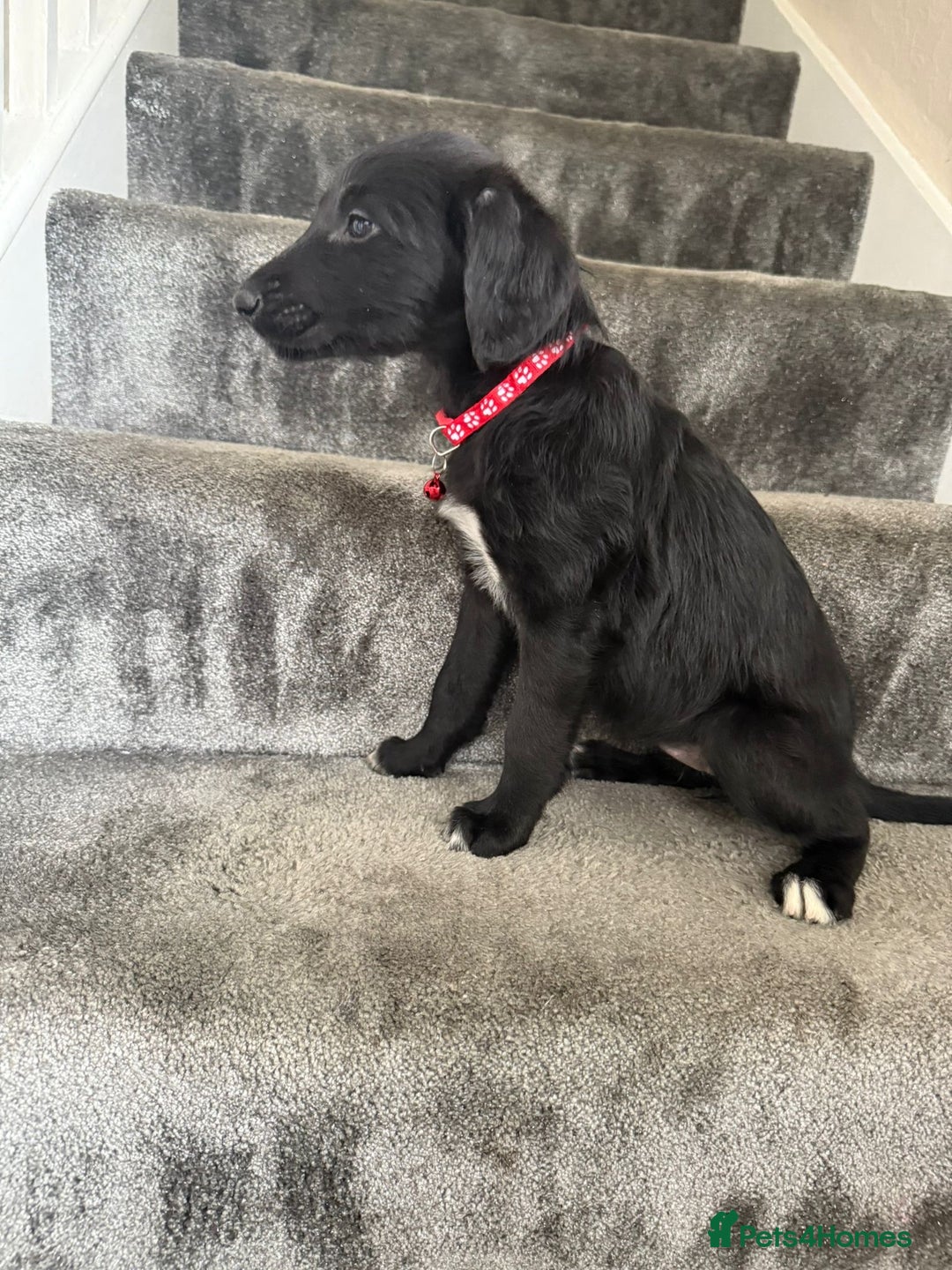 Mixed Breed dogs for sale: Lurcher puppies  - Image 14