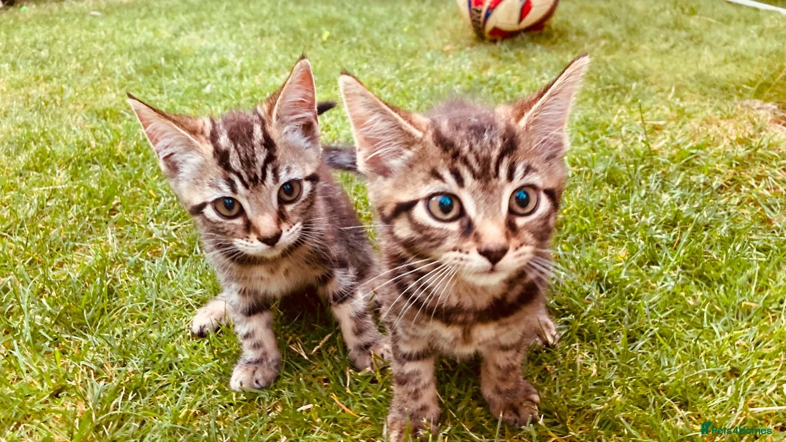 Mixed Breed cats Cute and energetic kittens - Advert 1