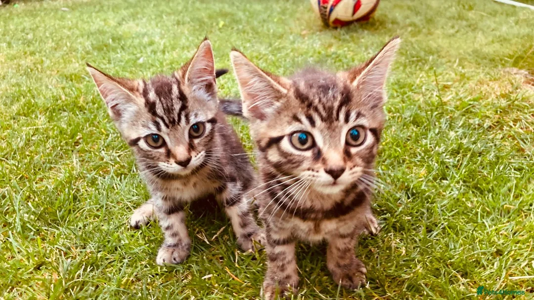Mixed Breed cats for sale: Cute and energetic kittens - Advert 1