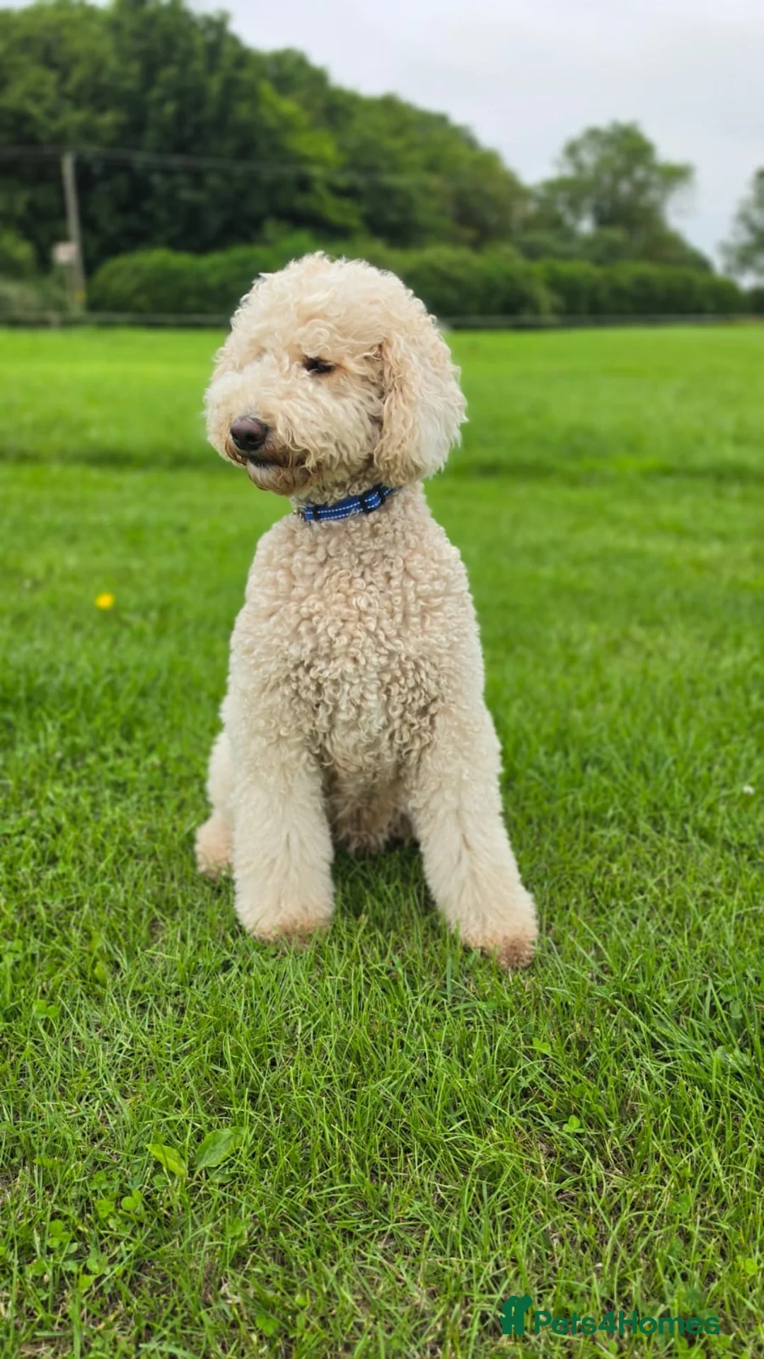 Bernedoodle dogs for sale: Health Tested F1 Standard Bernedoodle 🐾✨ - Advert 2