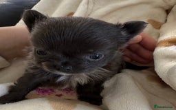 Chihuahua dogs for sale: Long coat Chihuahua puppies - Image 21