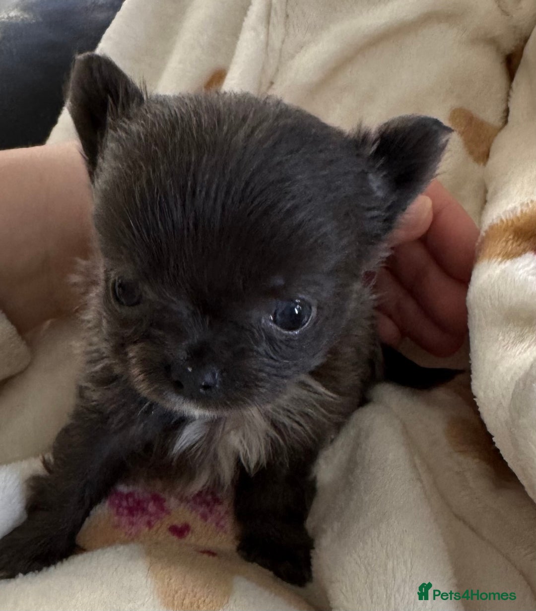 Chihuahua dogs for sale: Long coat Chihuahua puppies - Image 21