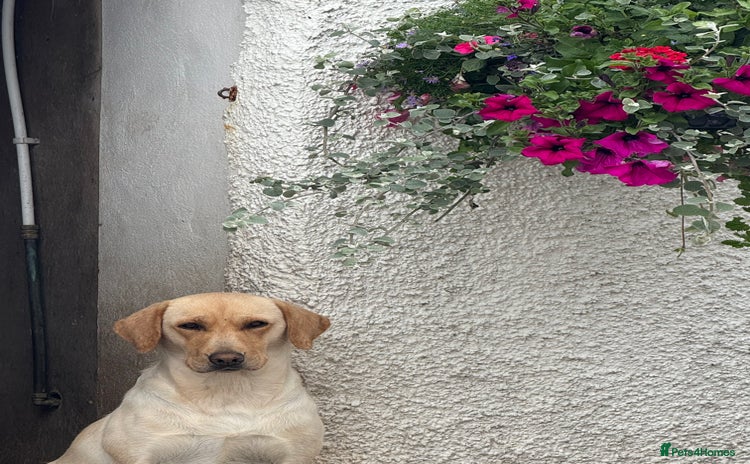 Labrador Retriever dogs - Advert 12