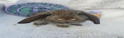 French Lop rabbits for sale: Giant French Lop Babies - Advert 6