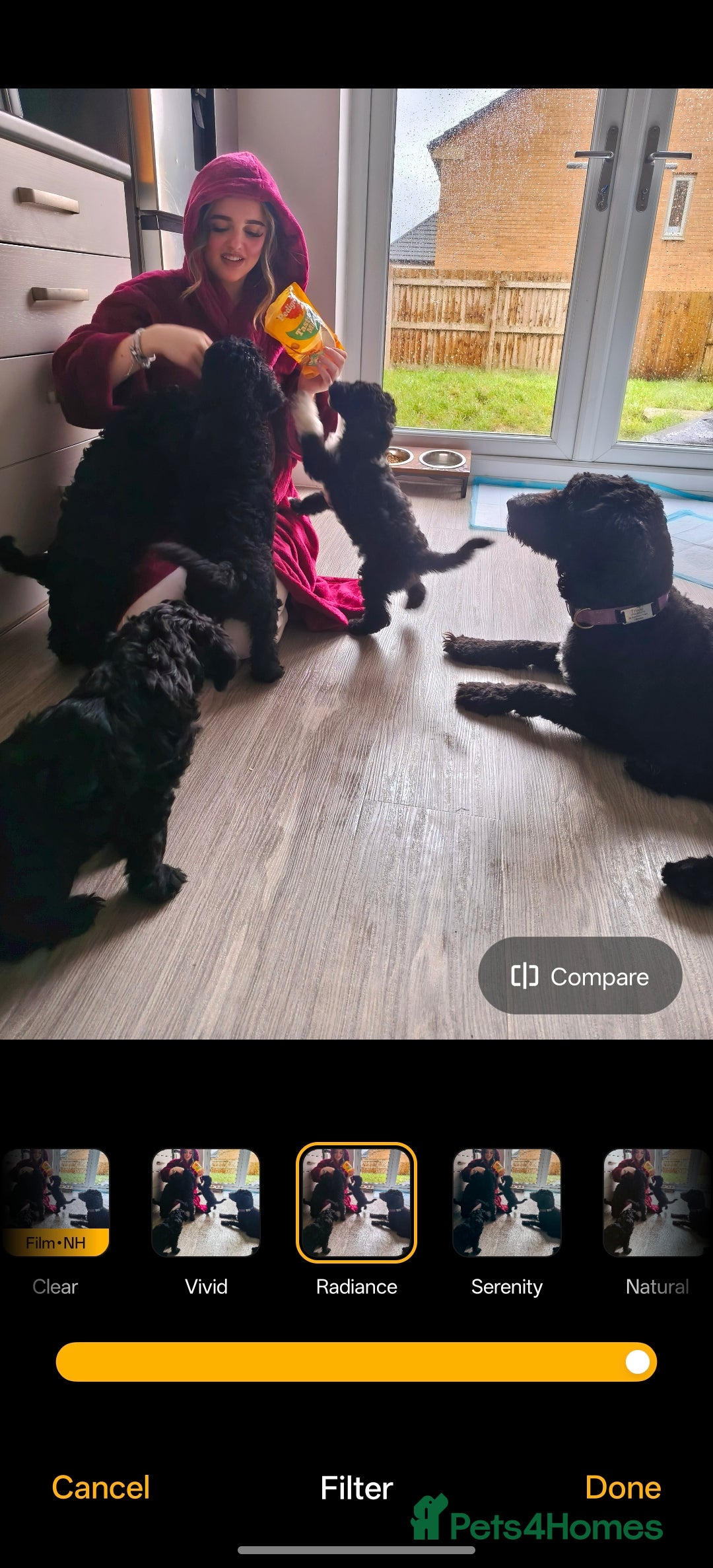 Cockapoo dogs for sale: F1b Cockapoo Puppies Last 3 Available – Ready Now. - Advert 40