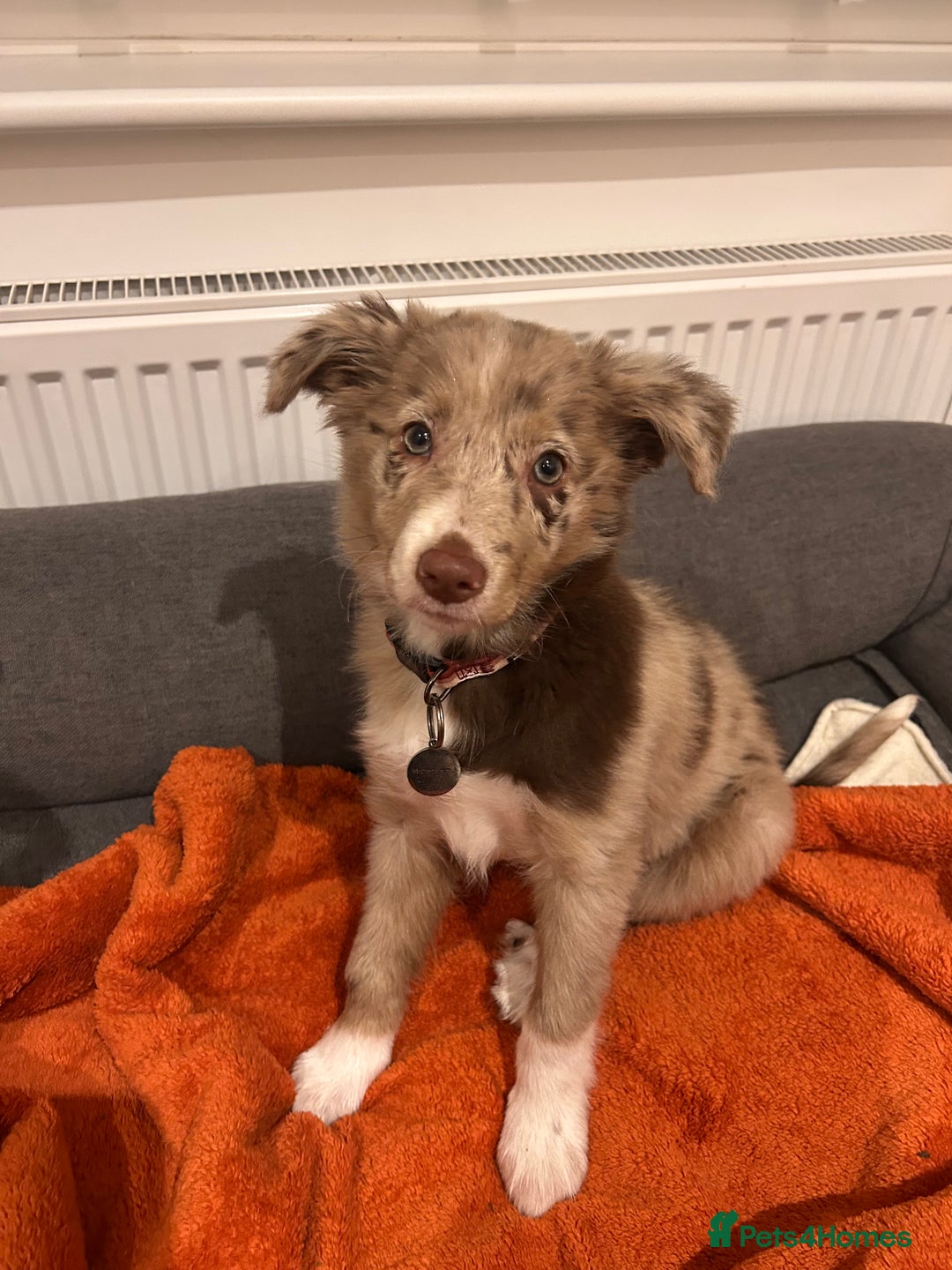 Border Collie dogs for sale: 10 week old Border collie  - Advert 1