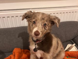 Border Collie dogs 10 week old Border collie - Advert 13