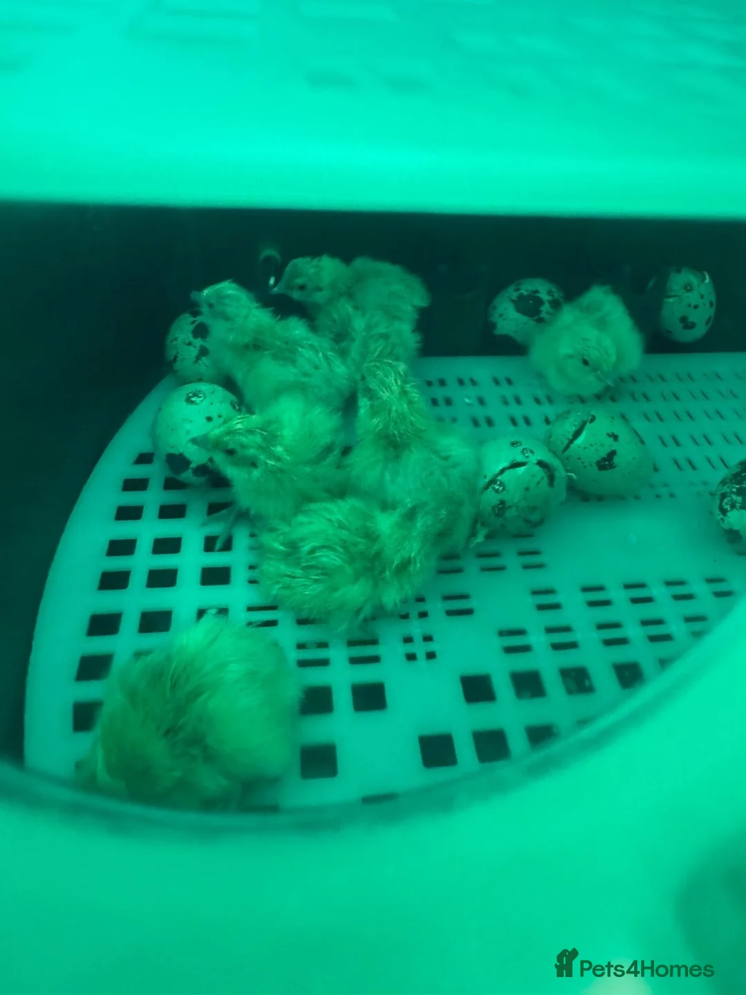 Quail poultry for sale: ** QUAIL CHICKS FOR SALE ** - Advert 7