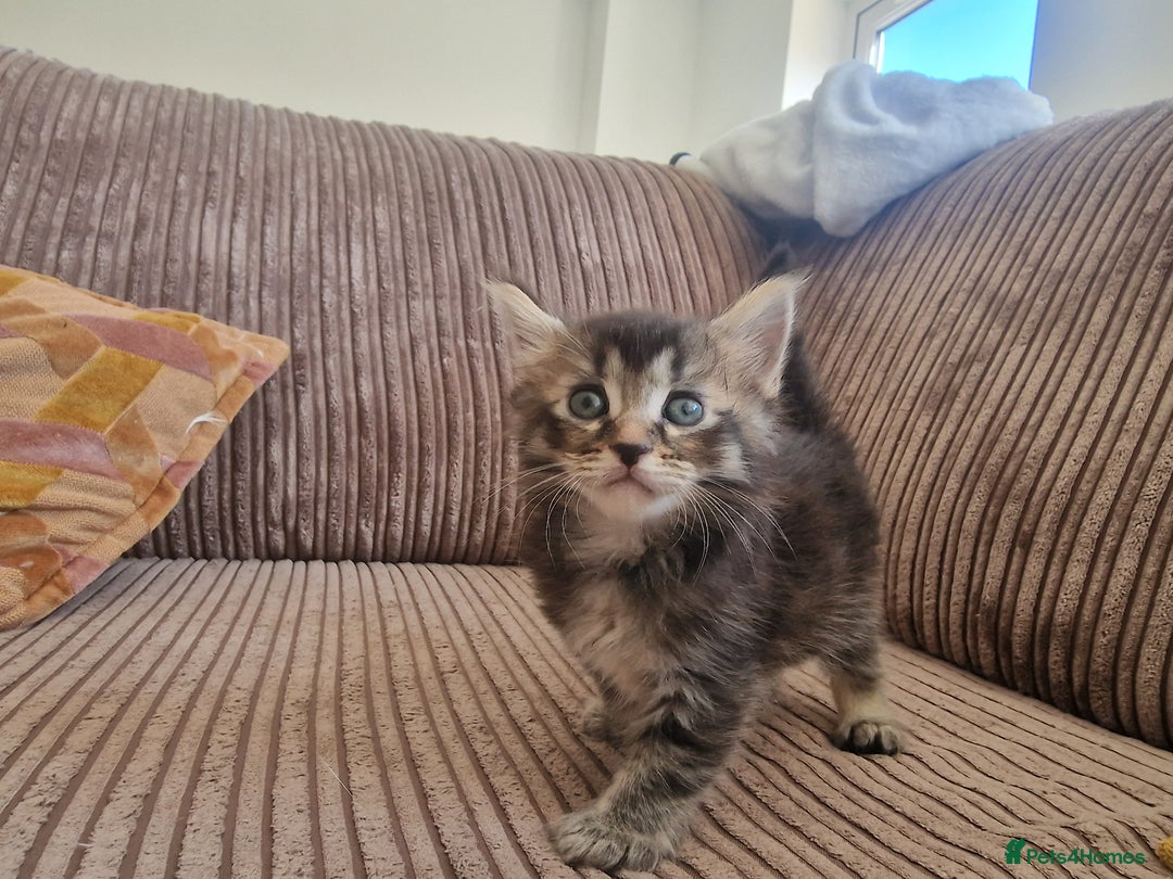 Maine Coon cats for sale: Maine coon cross - Image 4