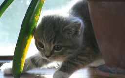 Exotic cats for sale: Exotic cross kittens - Advert 13