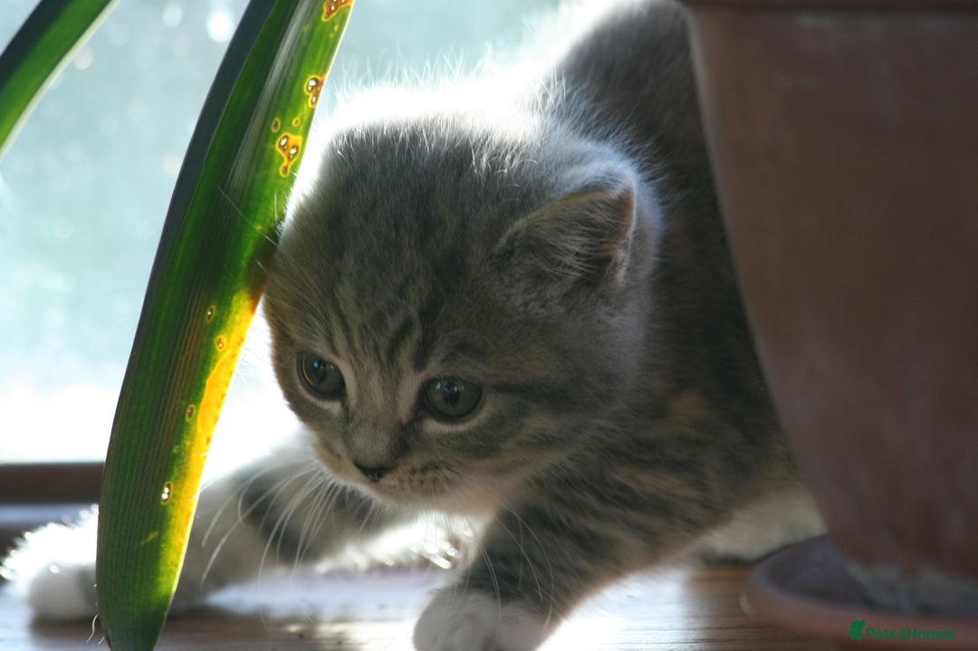 Exotic cats for sale: Exotic cross kittens - Advert 13