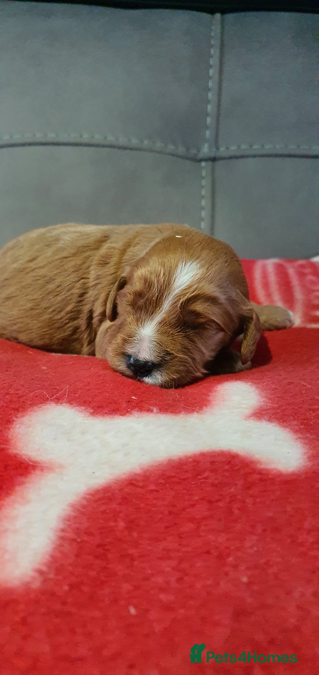 Cockapoo dogs for sale: F1 Cockapoos - Image 1