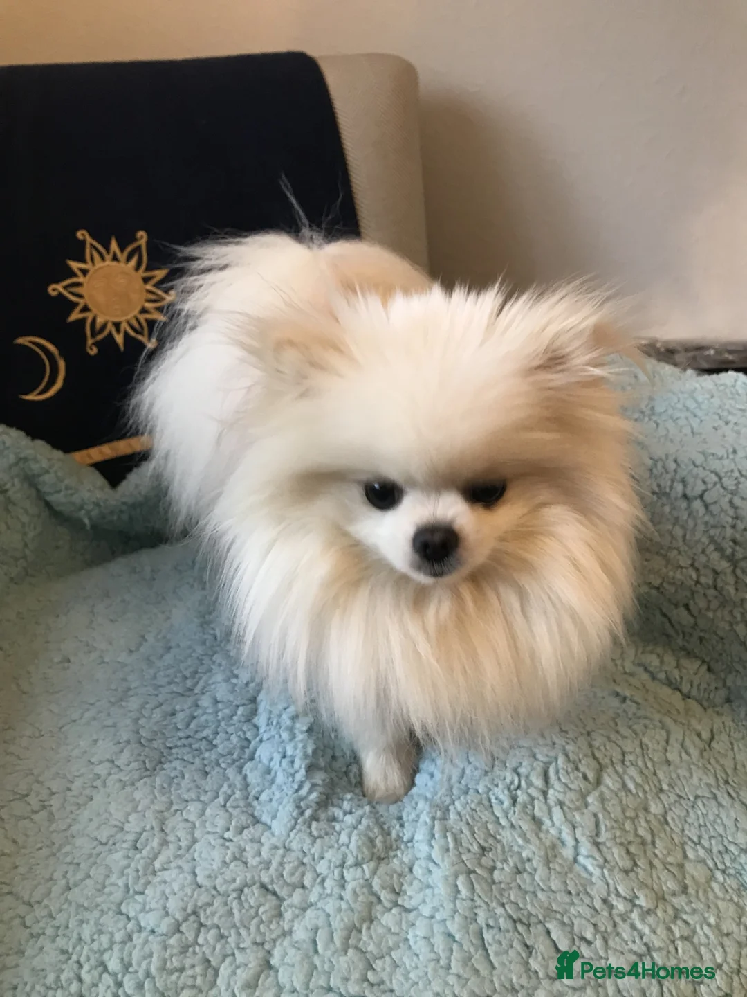 Pomeranian dogs for sale: Tiny special girl  - Advert 2