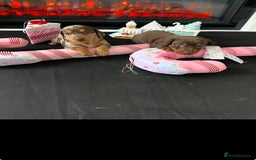 Miniature Dachshund dogs for sale: Miniature Dachshunds for sale - Image 4