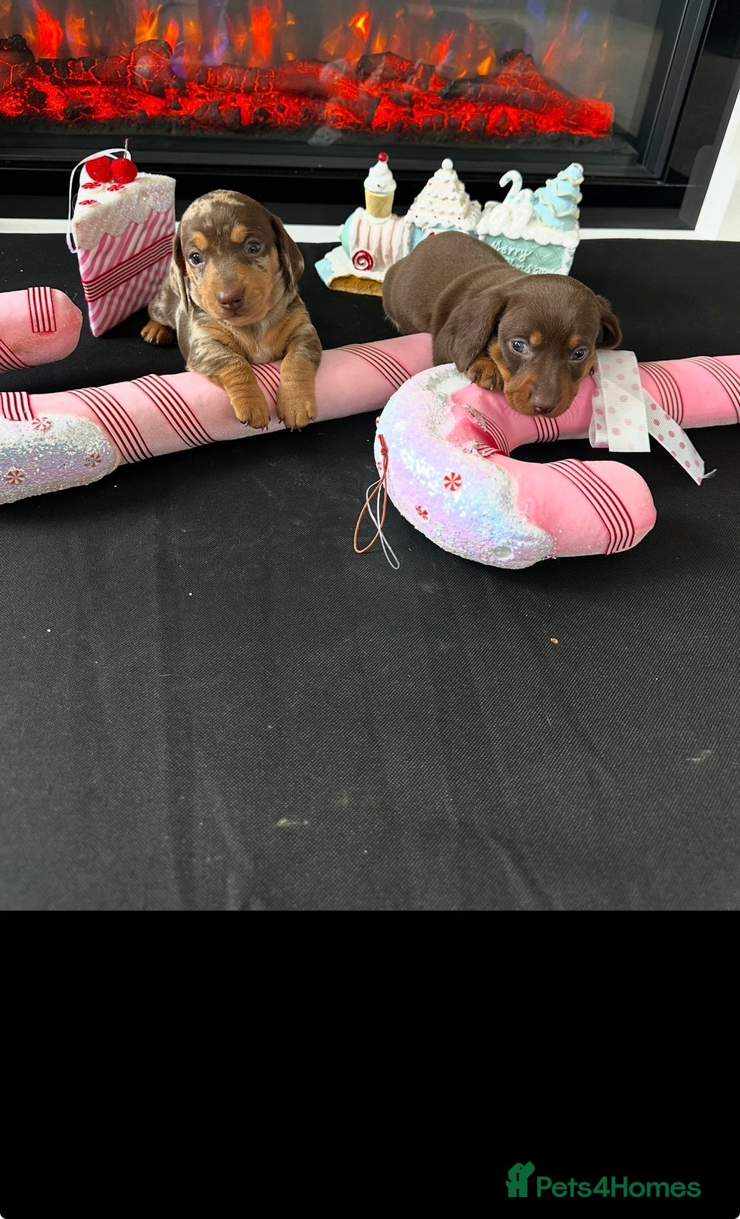 Miniature Dachshund dogs for sale: Miniature Dachshunds for sale - Image 4