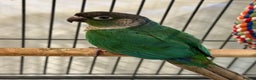 Conures birds for sale: Green cheeked conure - Advert 1