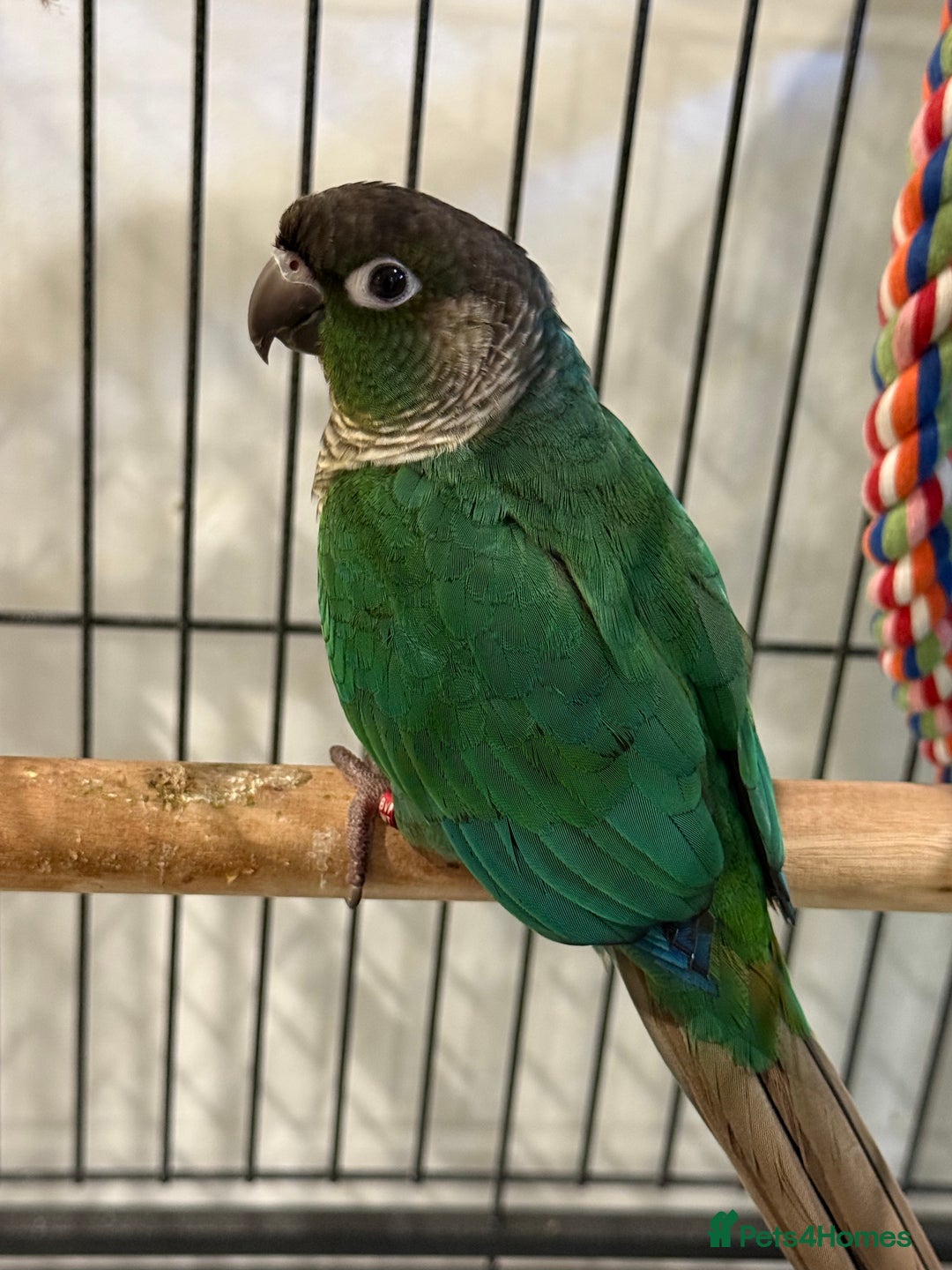 Conures birds for sale: Green cheeked conure - Advert 1