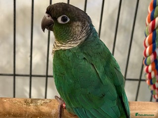 Conures birds Green cheeked conure - Advert 1