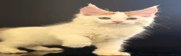 Maine Coon cats for sale: Beautiful maine coon kittens - Advert 21