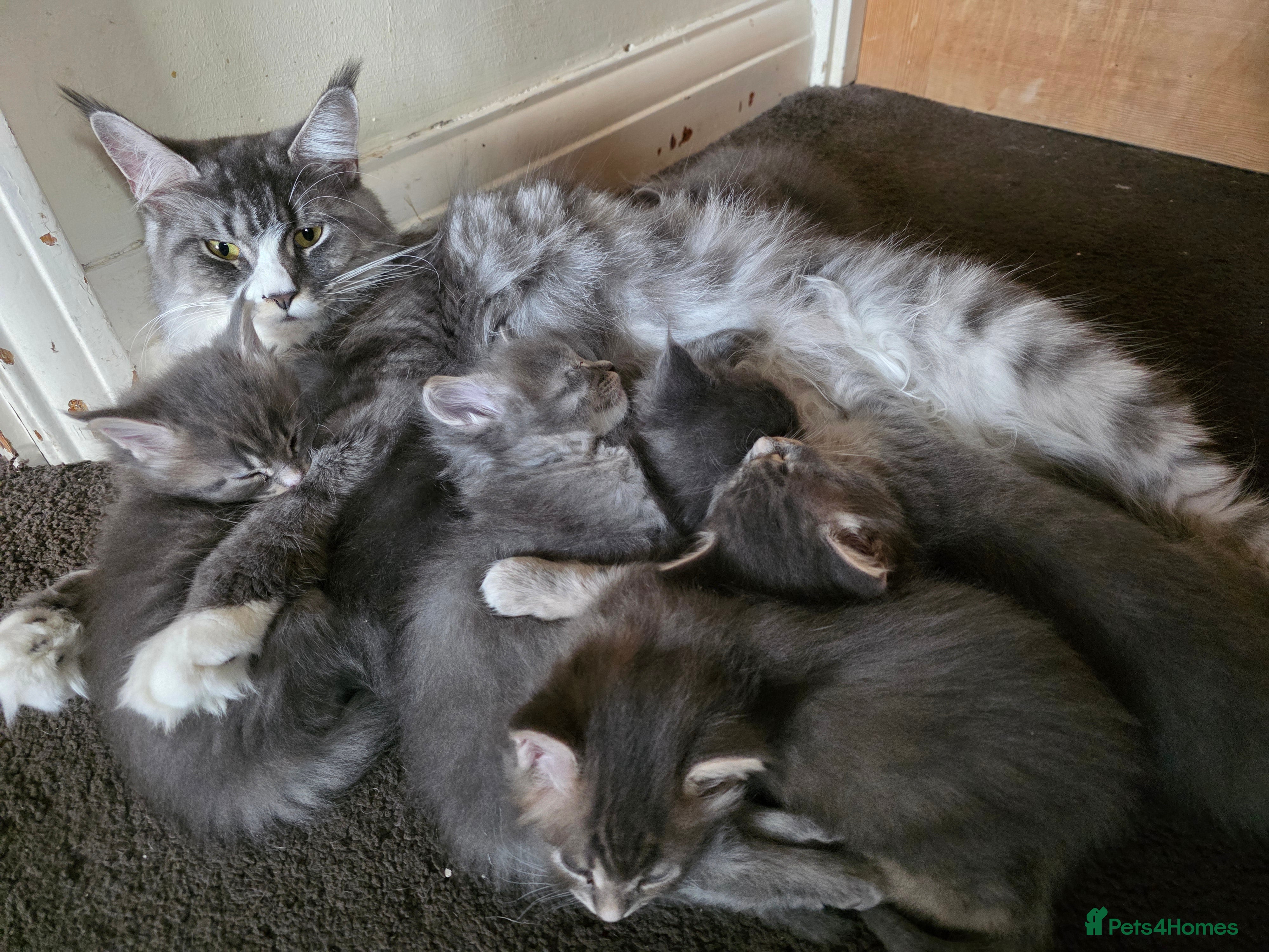 Maine Coon cats Beautiful Maine Coon Kittens 4 boys/2girl  - Advert 16