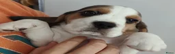 Beagle dogs for sale: Beautiful Beagle Puppies – Ready Now! - Advert 11