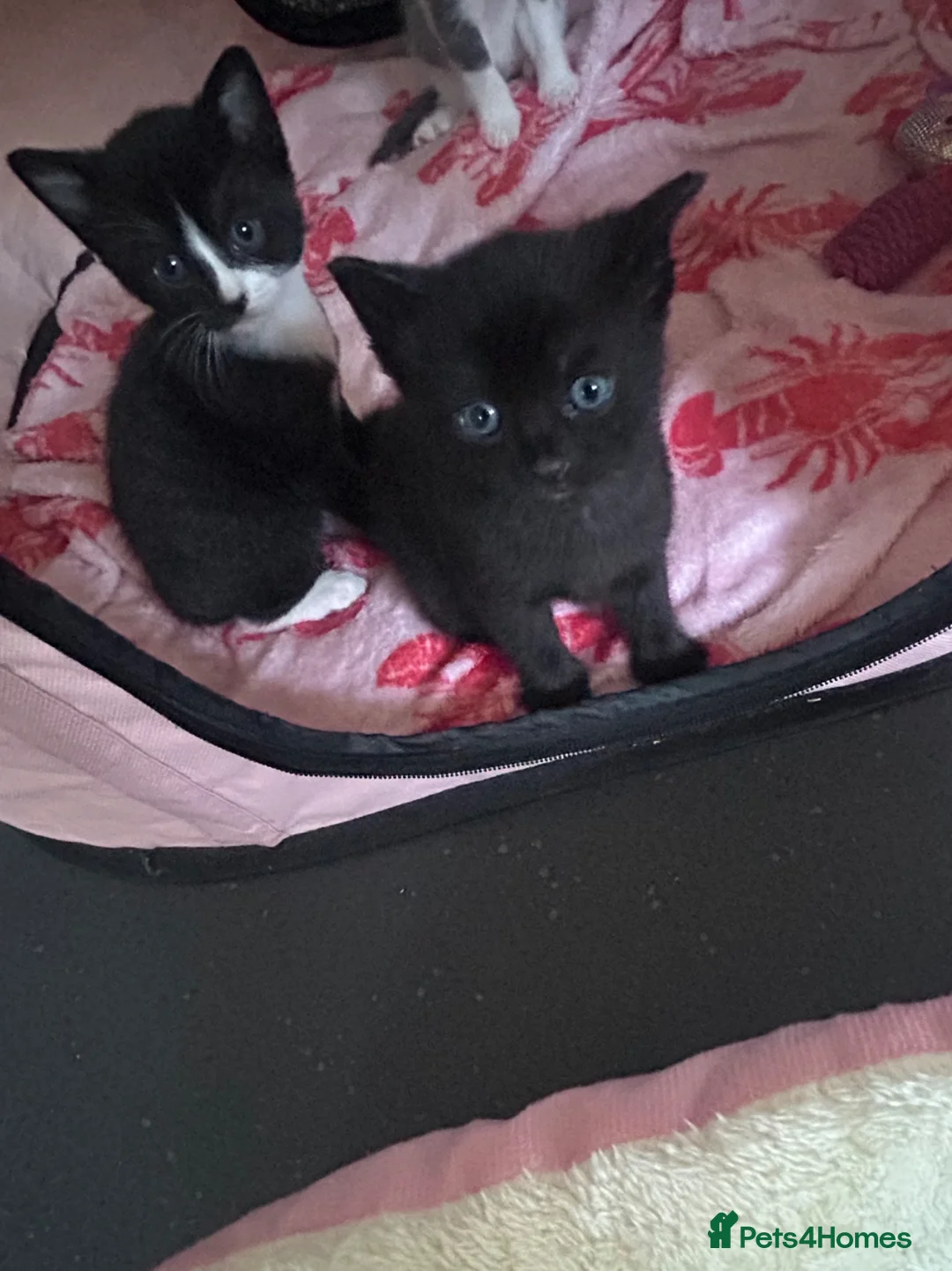 Mixed Breed cats for sale: Kittens for sale  in Richmond - Advert 3