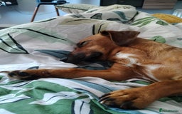 Mixed Breed dogs for sale: Cockerjack 3 years old  - Image 8