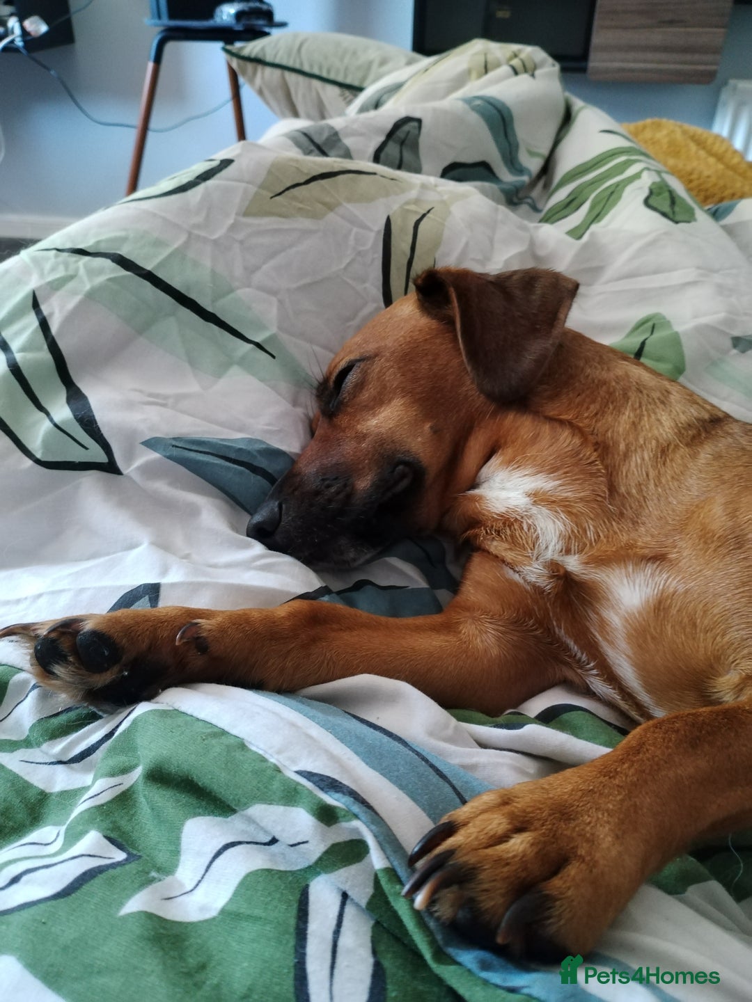 Mixed Breed dogs for sale: Cockerjack 3 years old  - Image 8
