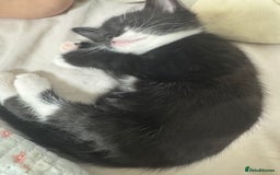 Bombay cats for sale: Cute Kittens for sale  - Image 9