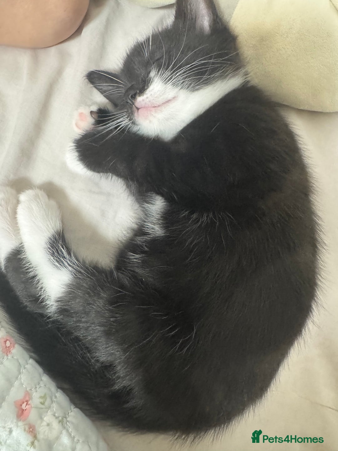 Bombay cats for sale: Cute Kittens for sale  - Image 9