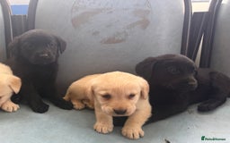 Labrador Retriever dogs for sale: Adorable Labradors - Image 4