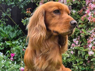 Cocker Spaniel dogs Red Working Cocker Spaniel KC and Health Tested in Shrewsbury - Advert 16