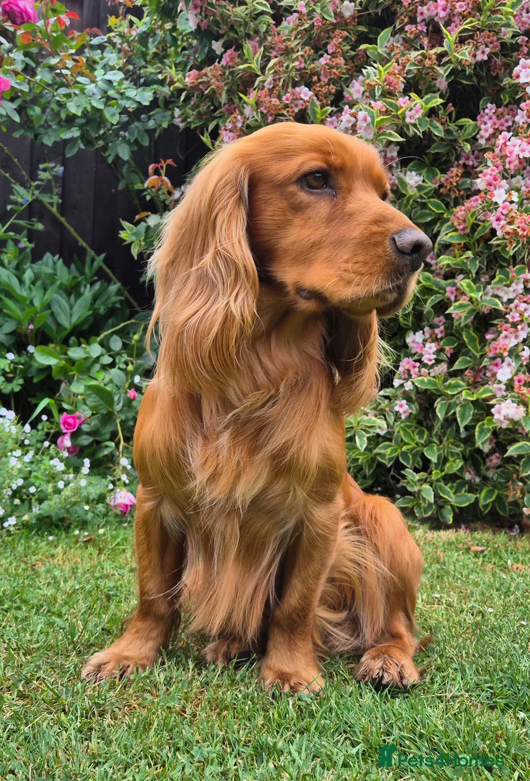 Cocker Spaniel dogs for stud: Red Working Cocker Spaniel KC and Health Tested in Shrewsbury - Advert 1